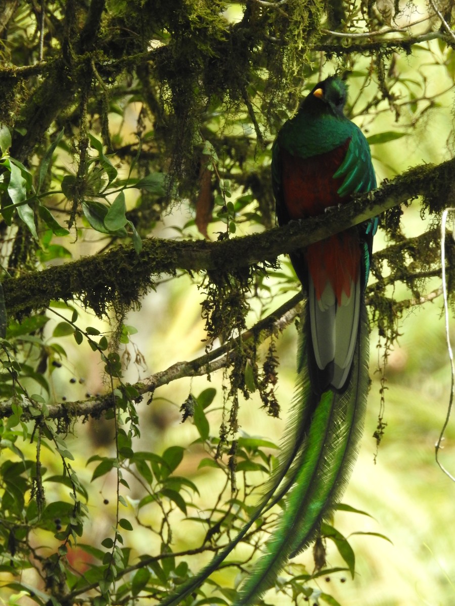 Quetzal resplendissant - ML609981534