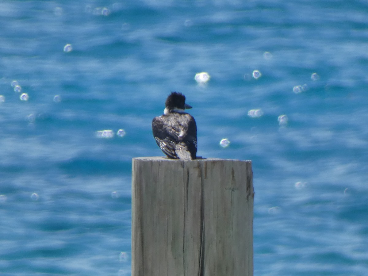 Belted Kingfisher - ML609981701