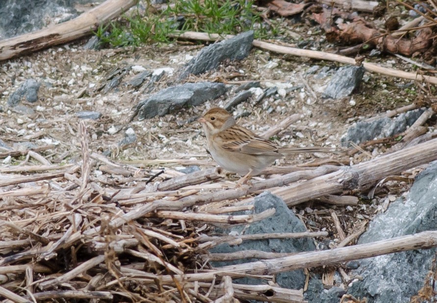 Clay-colored Sparrow - ML609981795