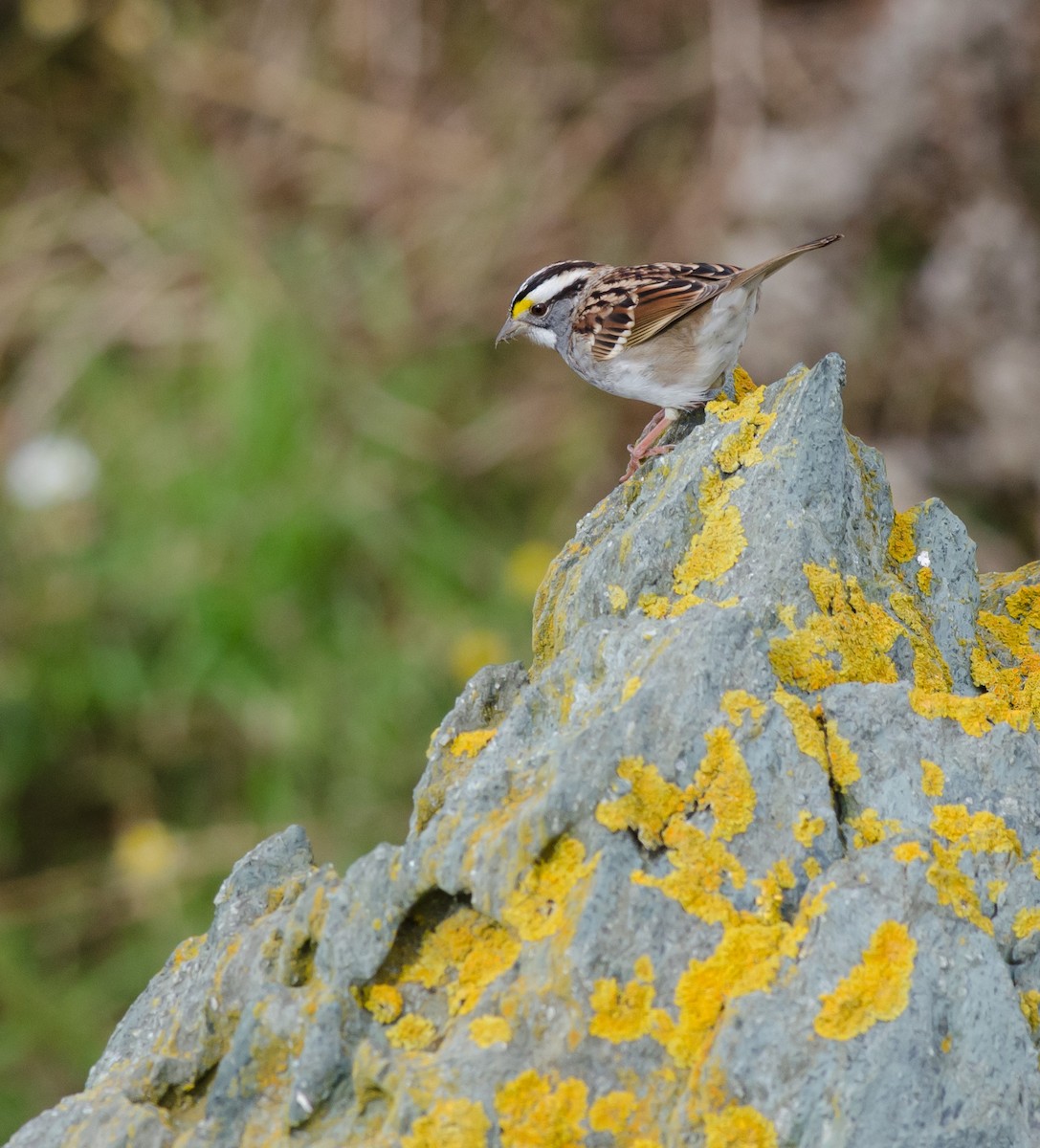 White-throated Sparrow - ML609981804