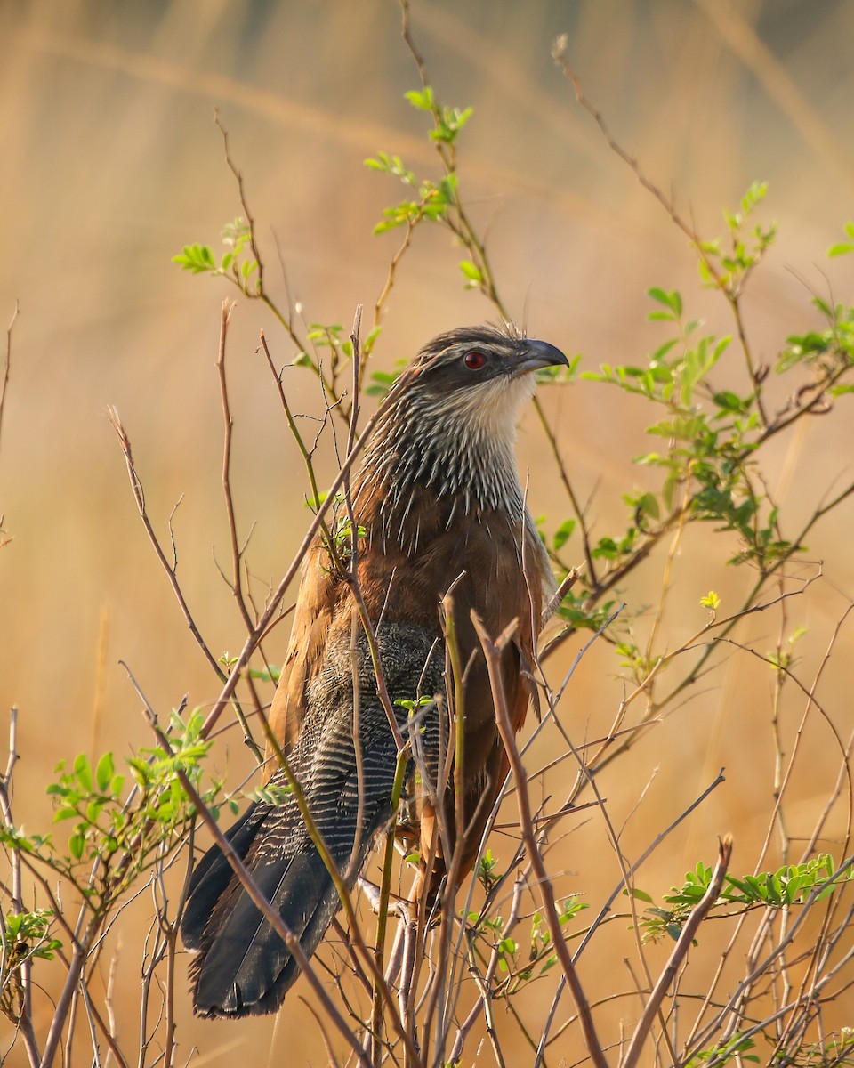 White-browed Coucal (White-browed) - ML609981884