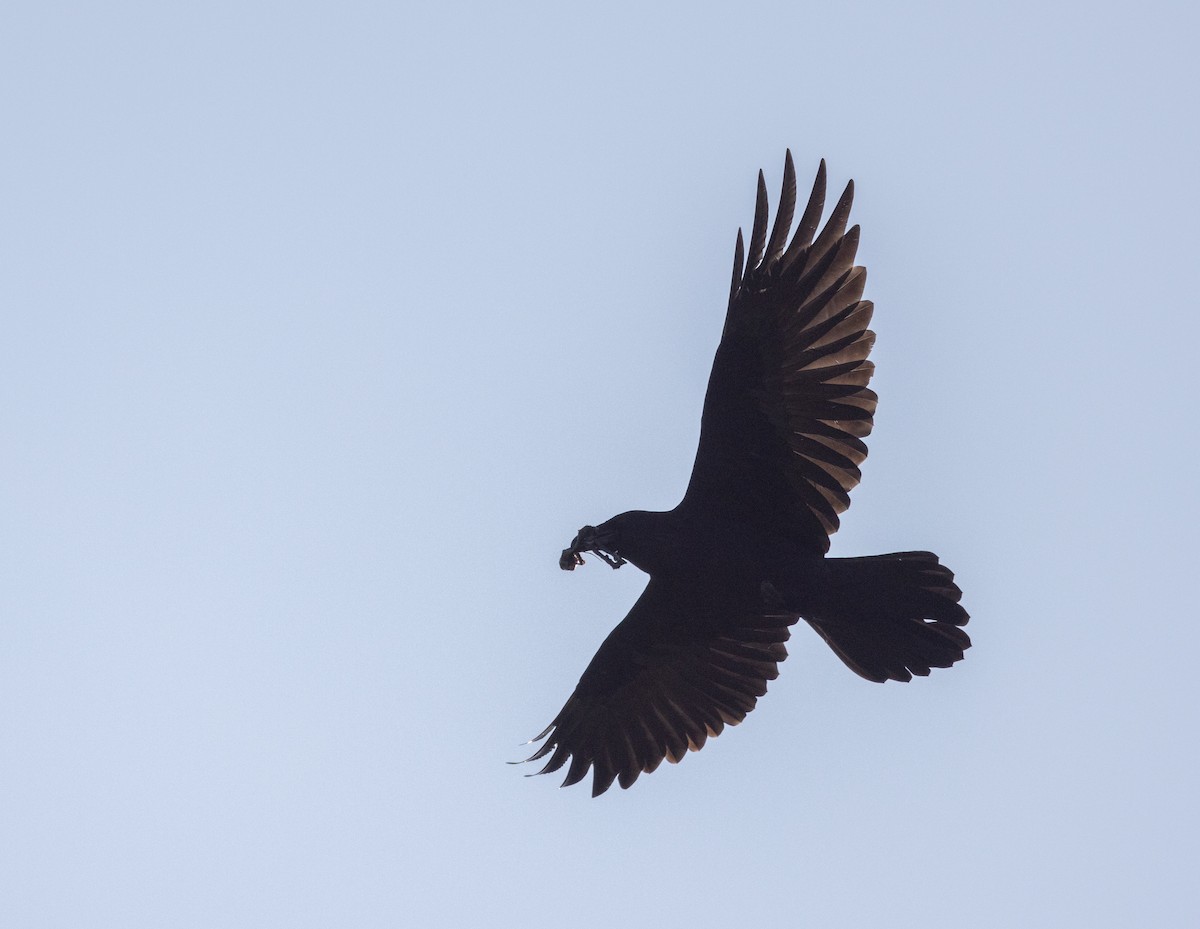 Common Raven - ML609982158