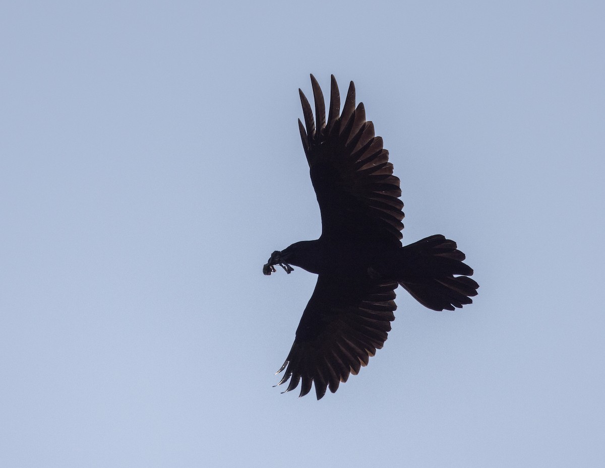 Common Raven - ML609982159