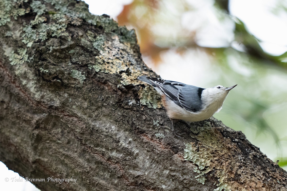 White-breasted Nuthatch - ML609982309