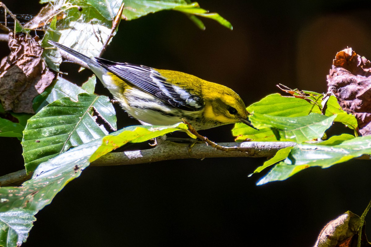Black-throated Green Warbler - ML609982487