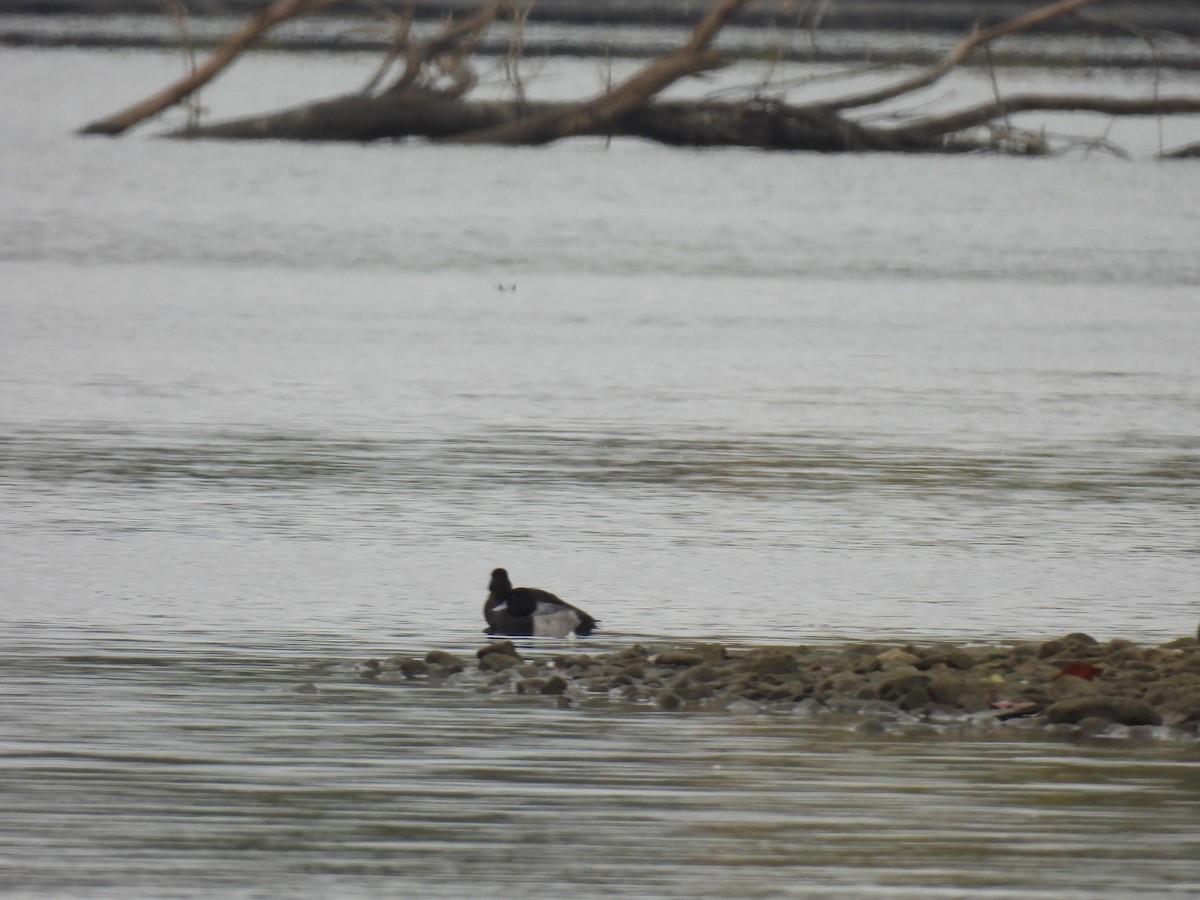 Greater Scaup - ML609982696