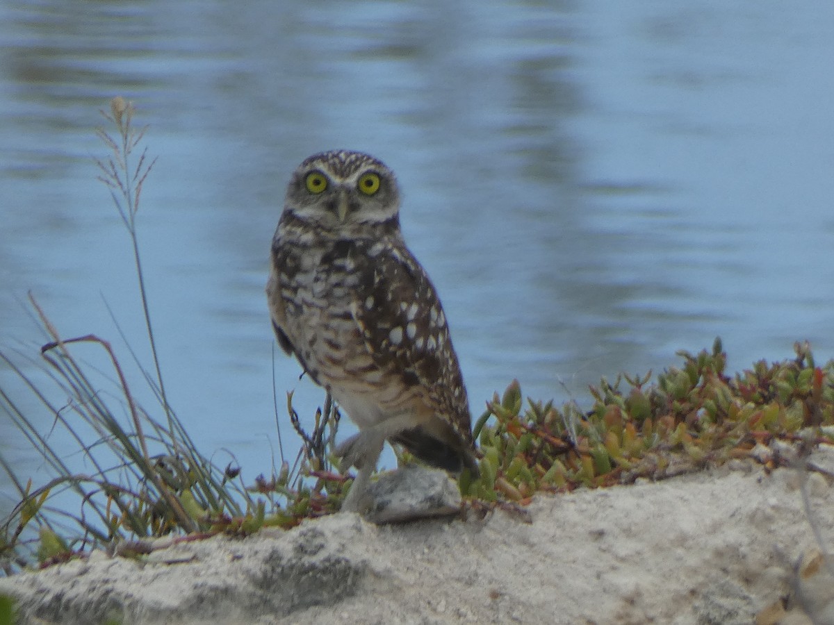 Burrowing Owl - ML609983034