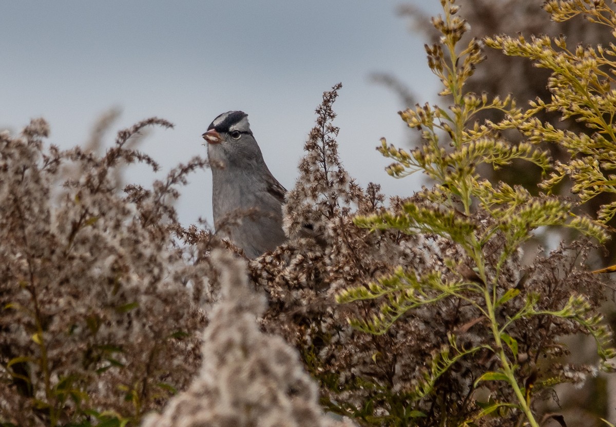 White-crowned Sparrow - ML609983171