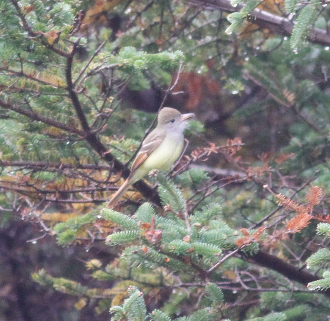 Great Crested Flycatcher - ML609983524