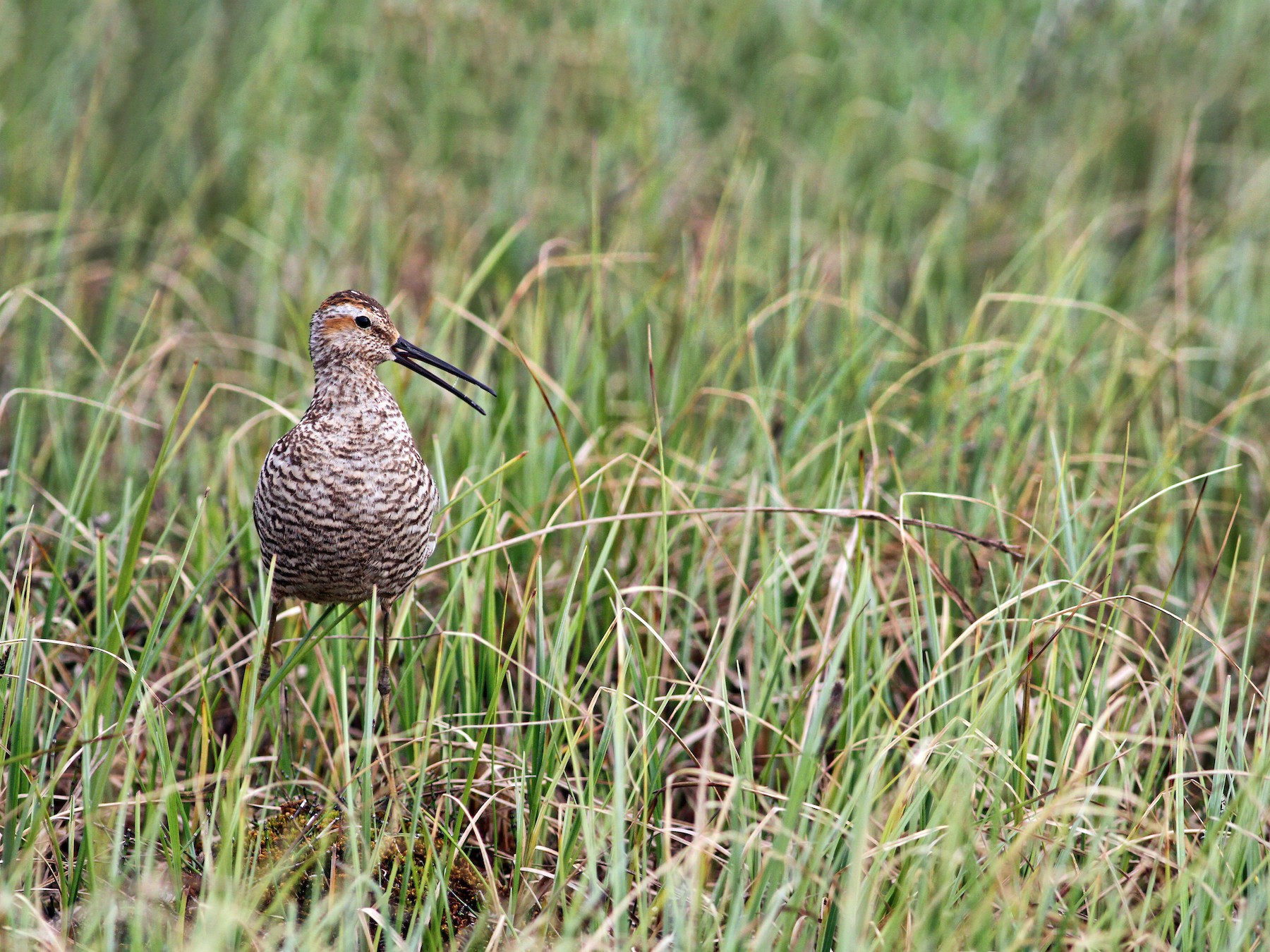 Stilt Sandpiper eBird