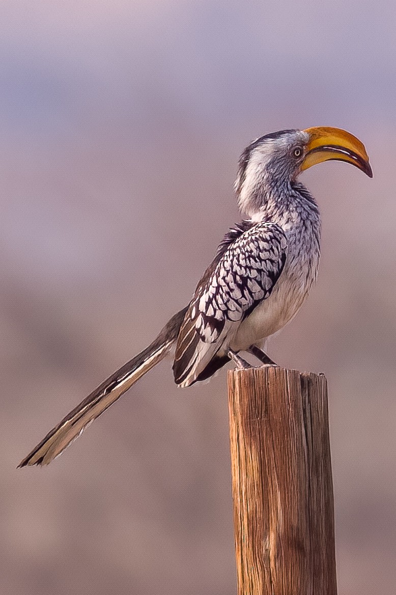 Southern Yellow-billed Hornbill - Lindsey Napton