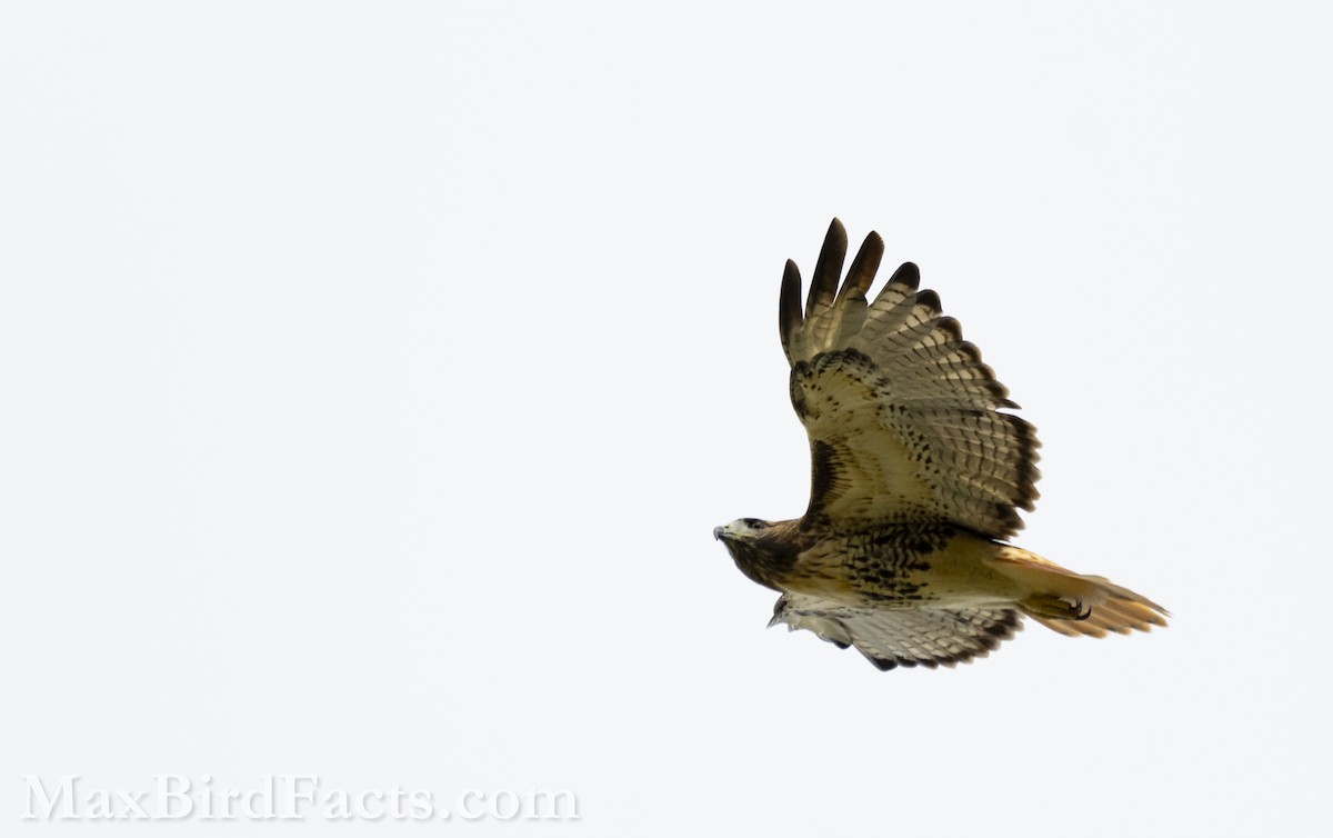 Red-tailed Hawk (umbrinus) - ML609984048