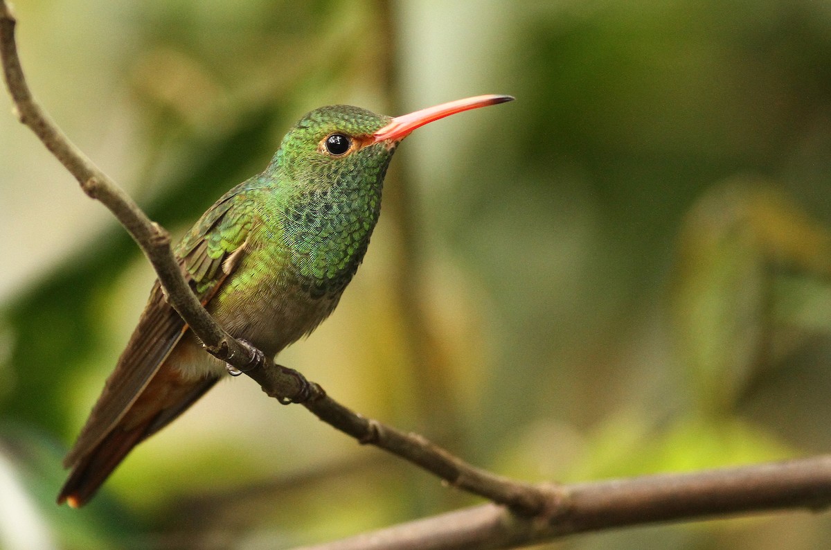 Rufous-tailed Hummingbird - Luke Seitz
