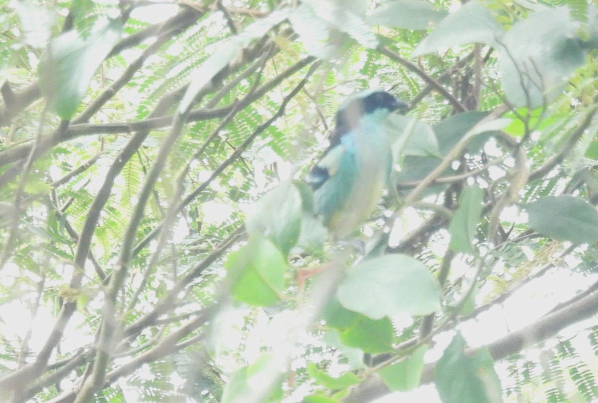 Blue-browed Tanager - ML609985074