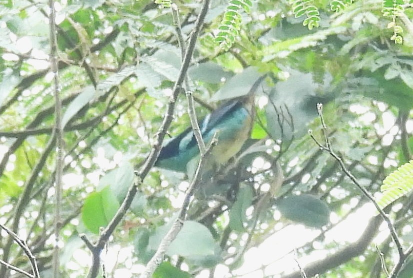 Blue-browed Tanager - ML609985088