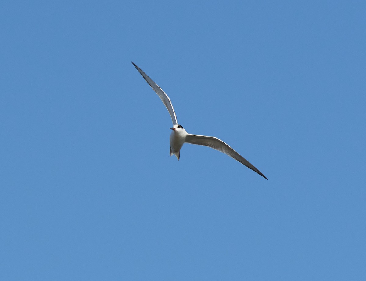 Common Tern - ML609985114