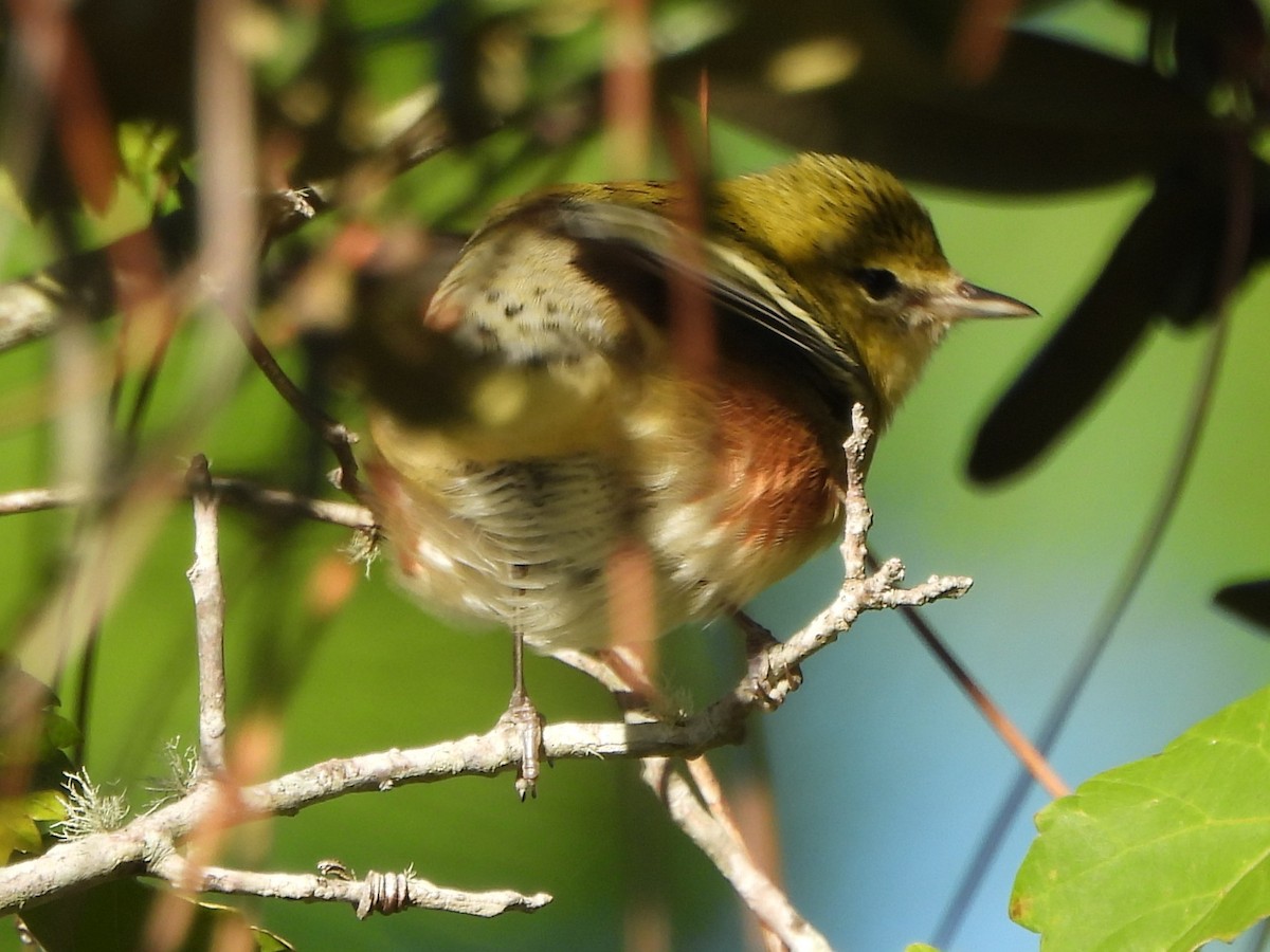 Bay-breasted Warbler - ML609985253
