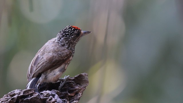 White-wedged Piculet - ML609985268