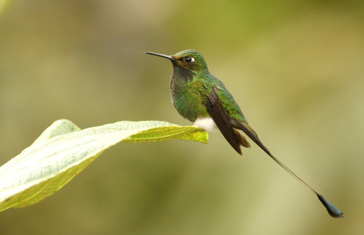 White-booted Racket-tail - ML60998571