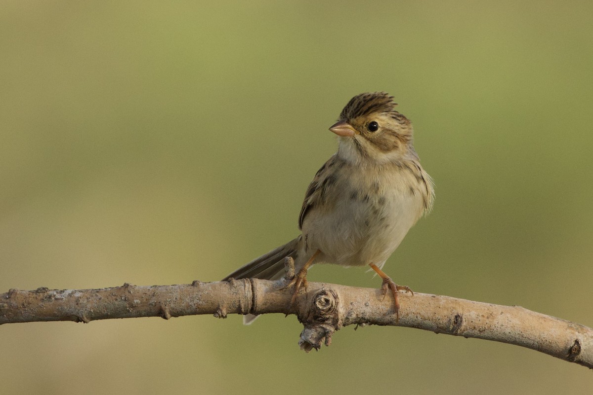 Clay-colored Sparrow - ML609986042