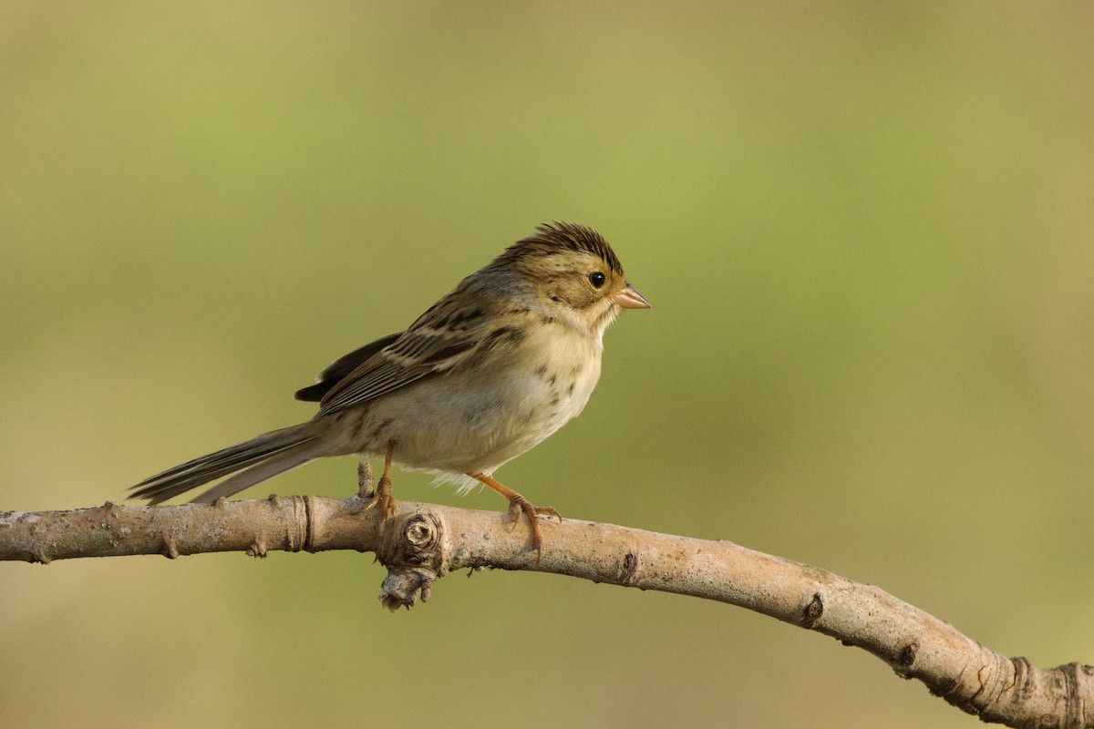 Clay-colored Sparrow - ML609986043