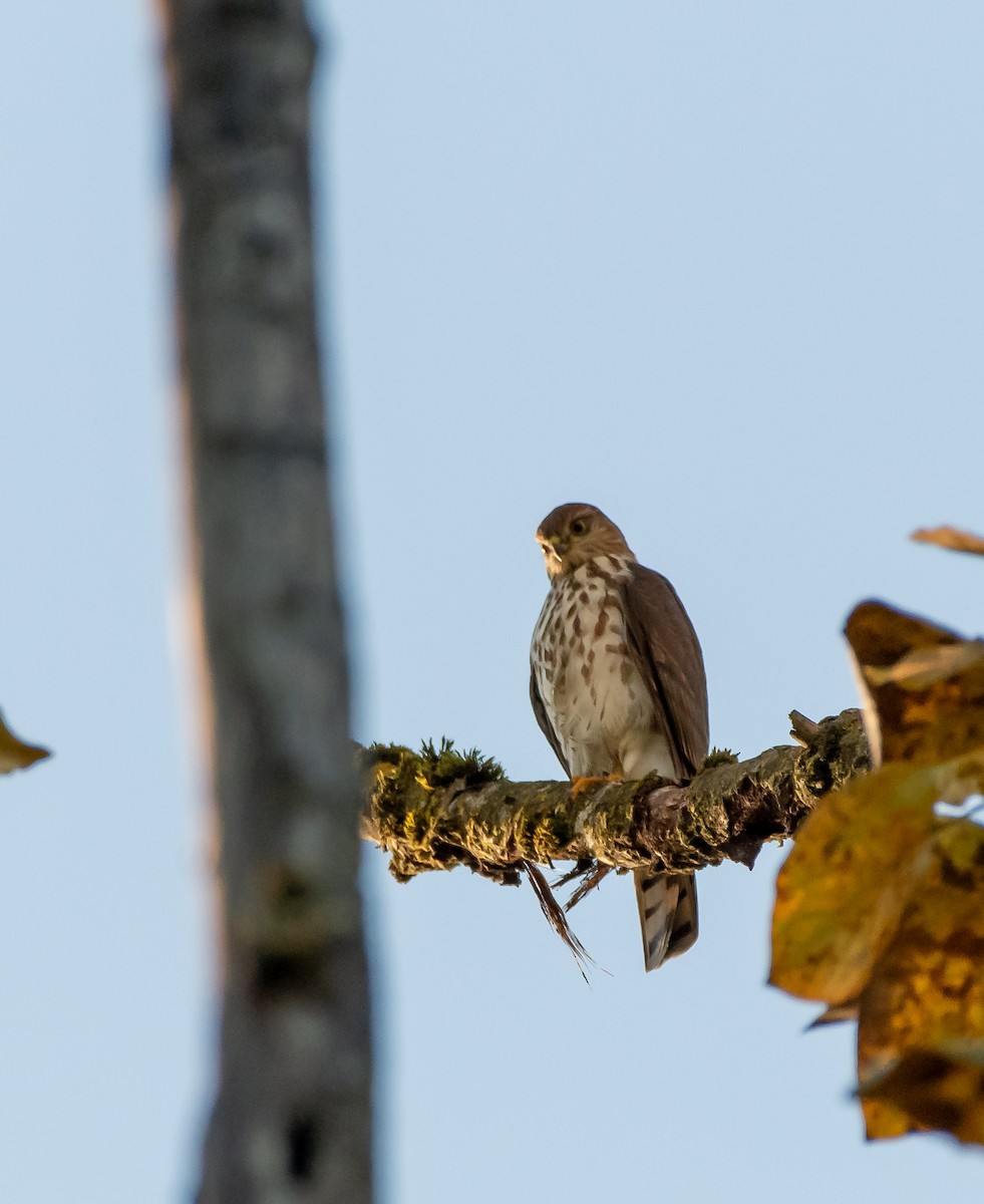Sharp-shinned Hawk at Abbotsford - Downes Road Home/Property by Randy Walker