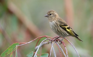 Pine Siskin