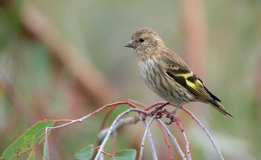 Pine Siskin