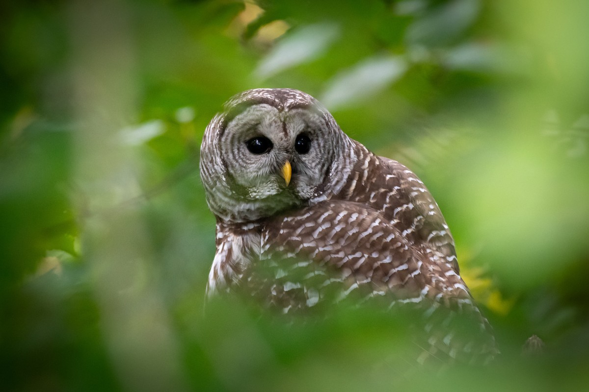 Barred Owl at Abbotsford - Downes Road Home/Property by Randy Walker