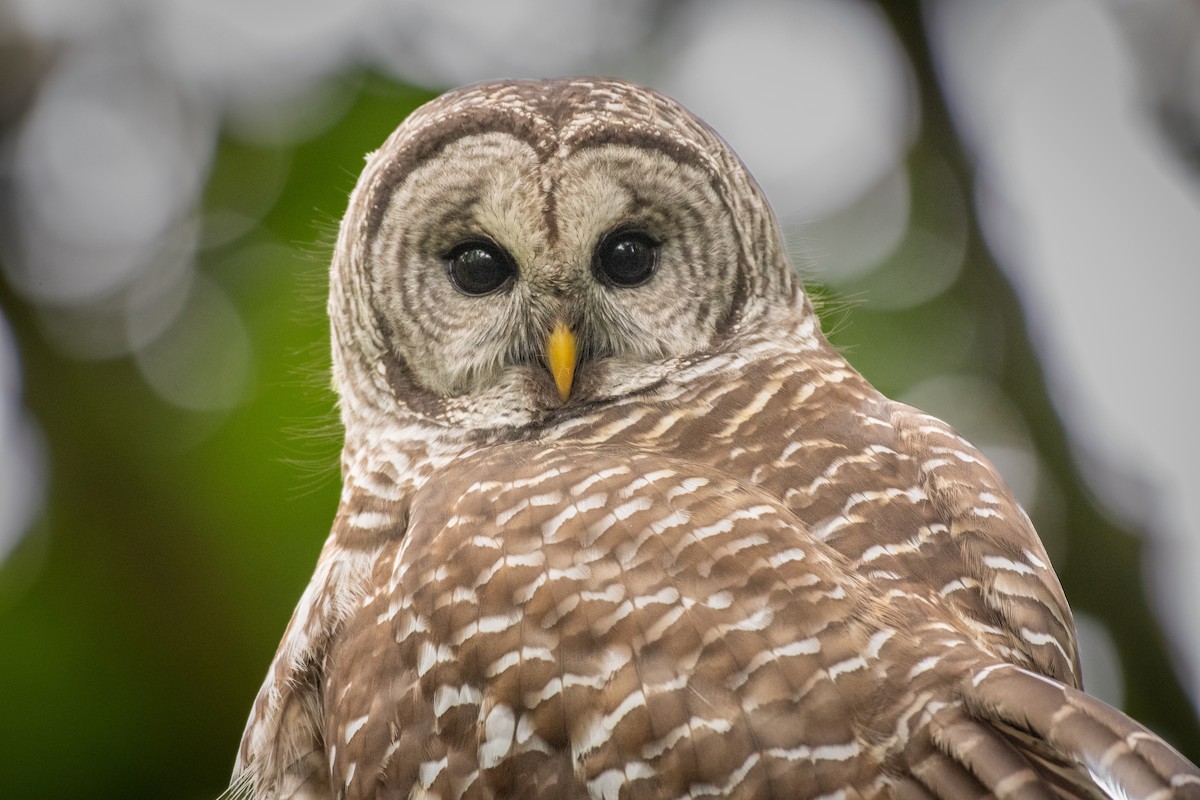 Barred Owl at Abbotsford - Downes Road Home/Property by Randy Walker