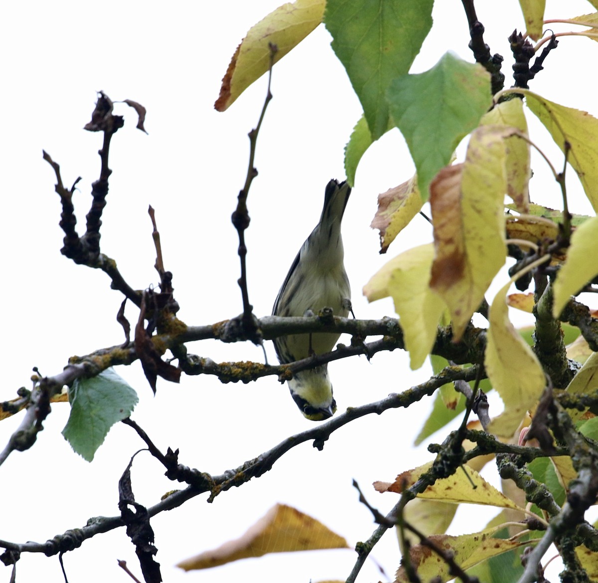 Black-throated Gray x Townsend's Warbler (hybrid) - ML609987087