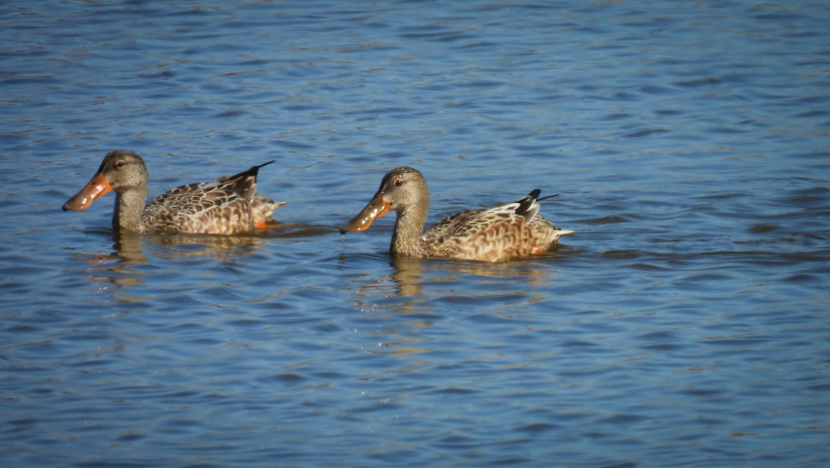 EBird Checklist - 12 Oct 2023 - Edwin B. Forsythe NWR (formerly Brig ...