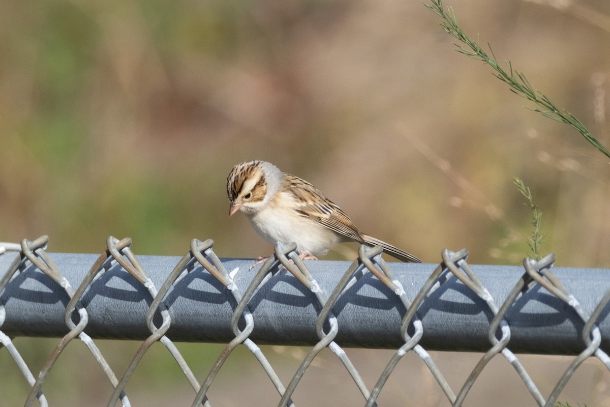 Clay-colored Sparrow - ML609988185