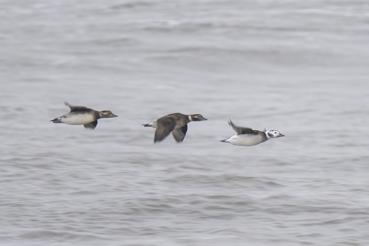 Long-tailed Duck - ML609988243