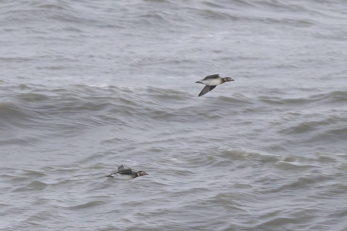 Long-tailed Duck - ML609988244