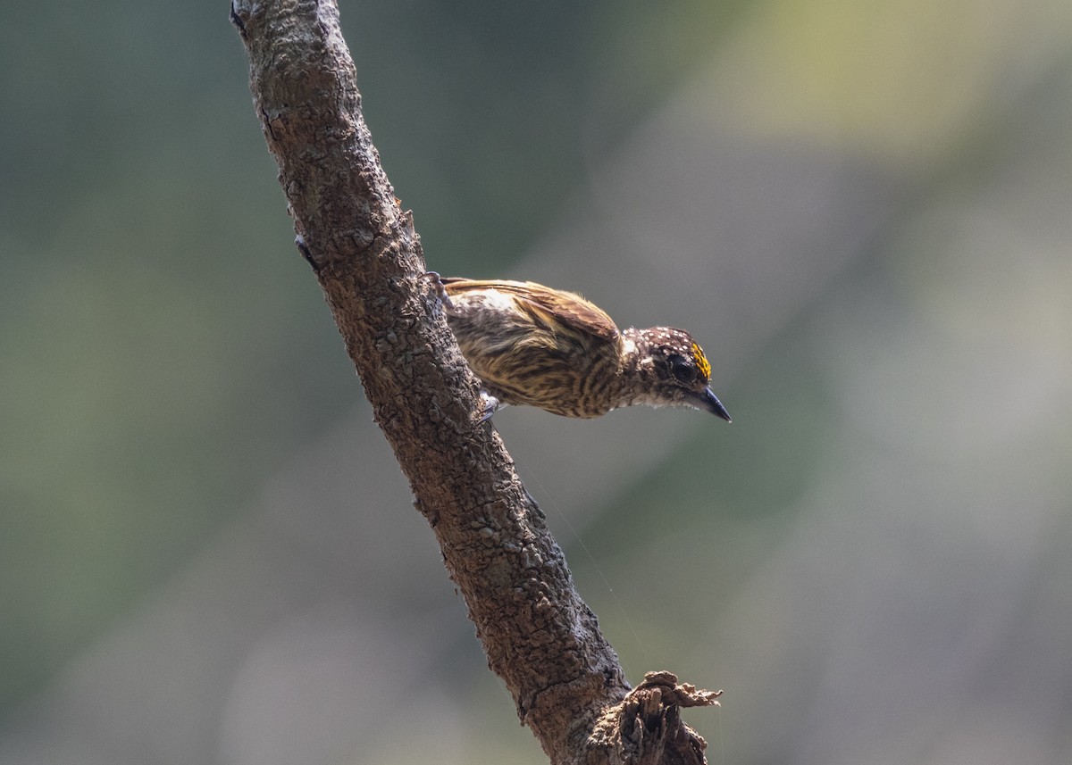 Bar-breasted Piculet - Silvia Faustino Linhares