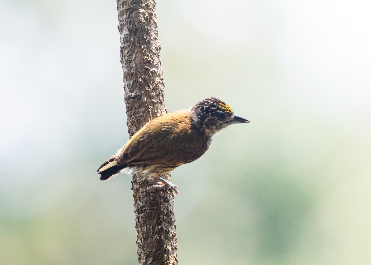 Bar-breasted Piculet - ML609988347