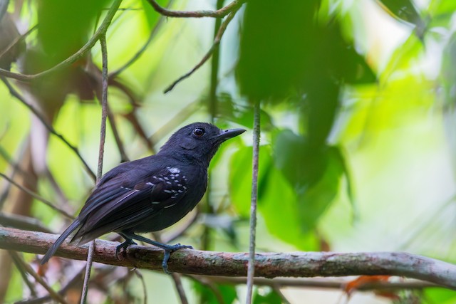 choquinha-chumbo (Dysithamnus plumbeus)