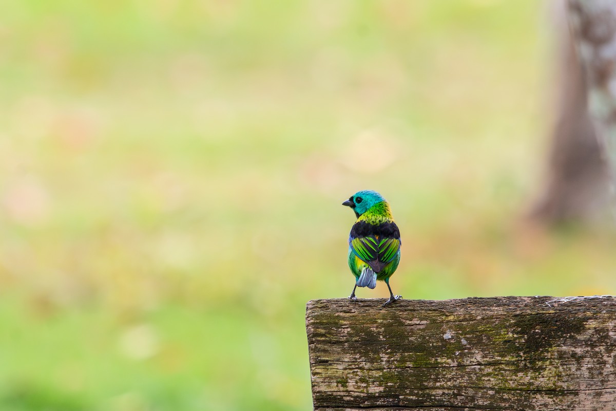 Green-headed Tanager - ML609988527