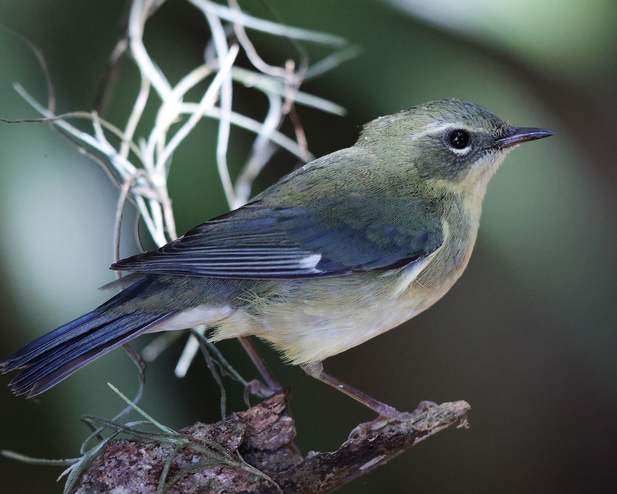 Black-throated Blue Warbler - Tasso  Cocoves