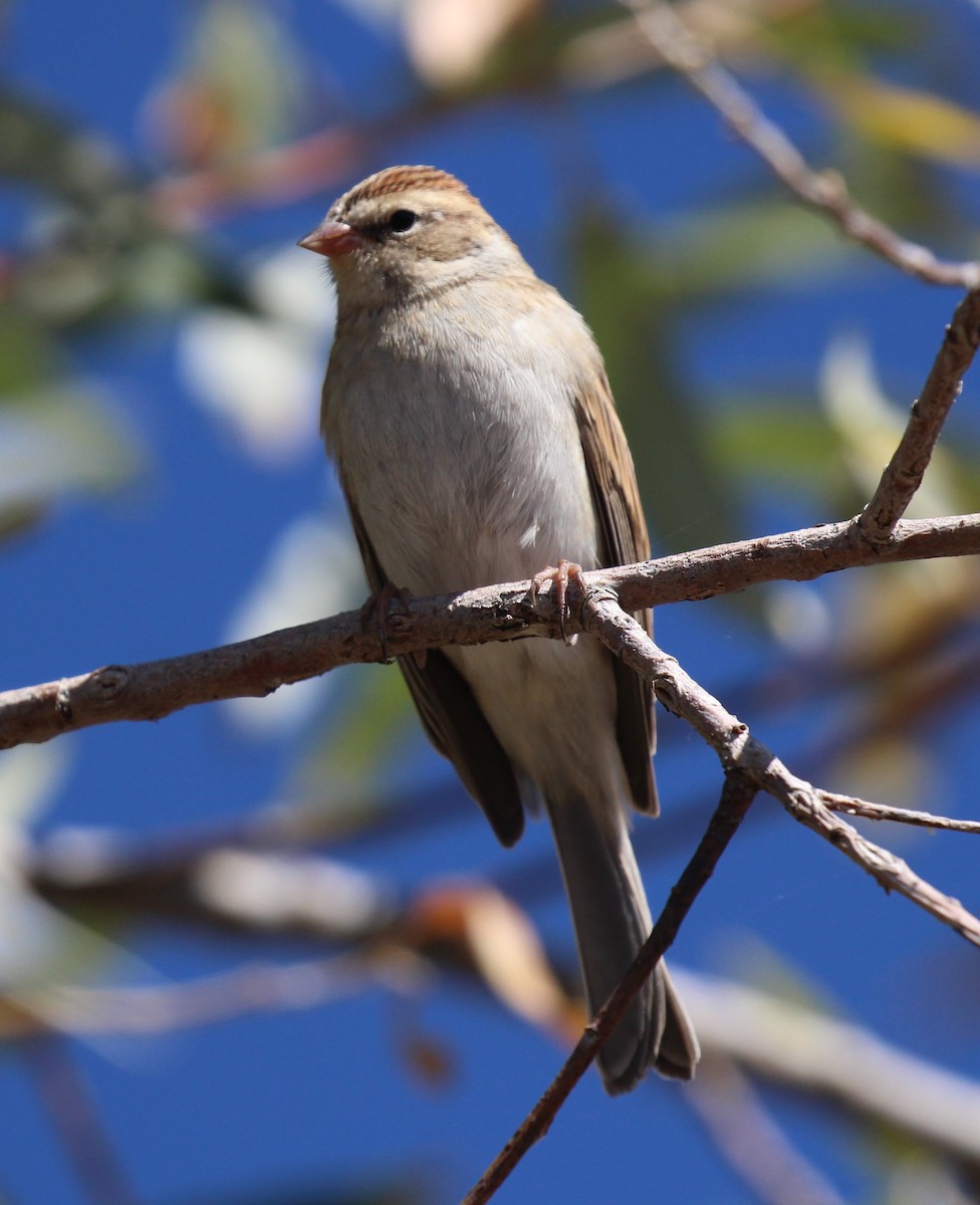 Chipping Sparrow - ML609988790