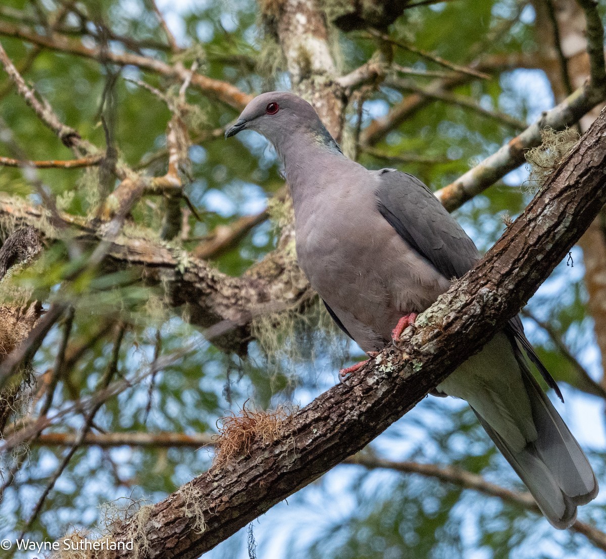 Ring-tailed Pigeon - ML609988858