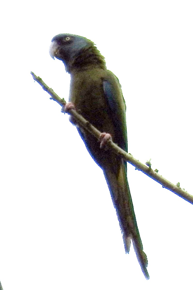 Blue-headed Macaw - ML609988882
