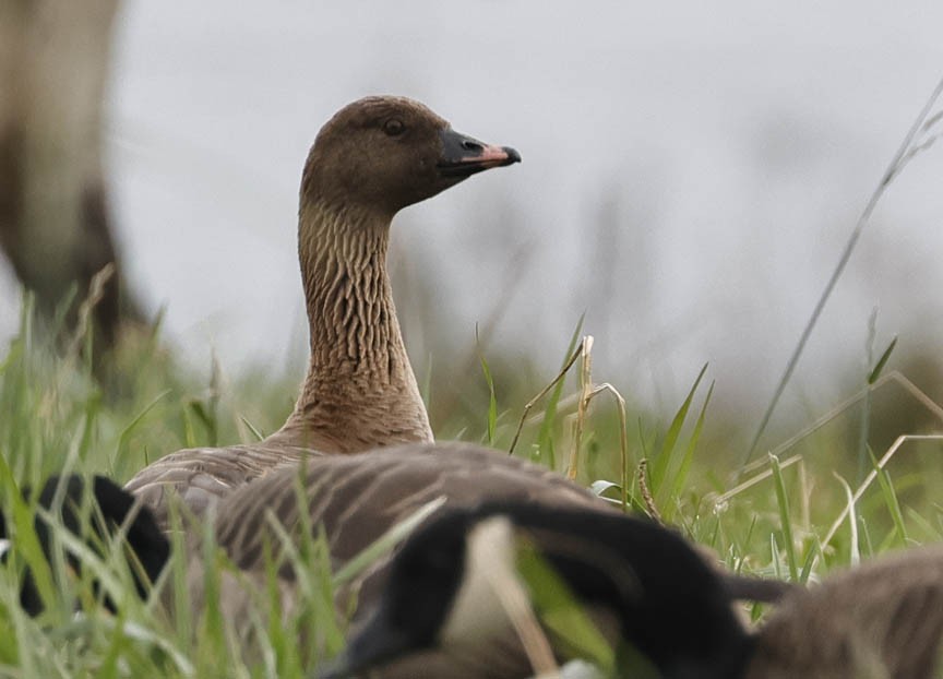 eBird Checklist - 15 Oct 2023 - Brick Hill Road, Lunenburg, Nova Scotia ...