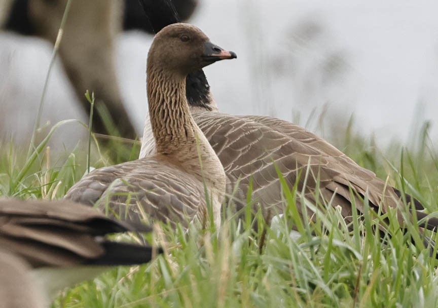 Pink-footed Goose - ML609989018