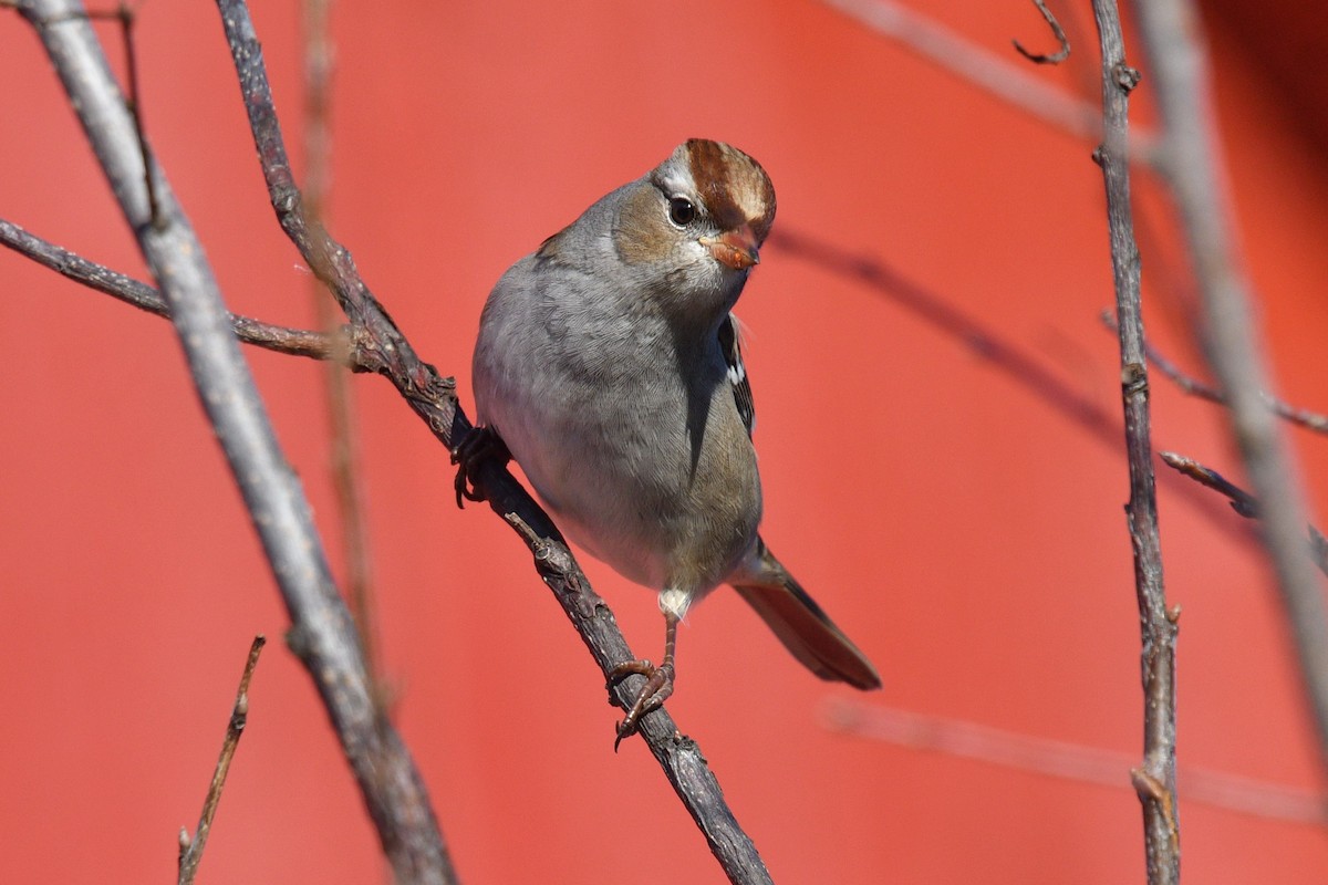 White-crowned Sparrow - Joel Trick