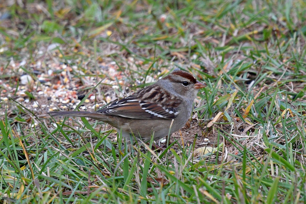 White-crowned Sparrow - ML609989320
