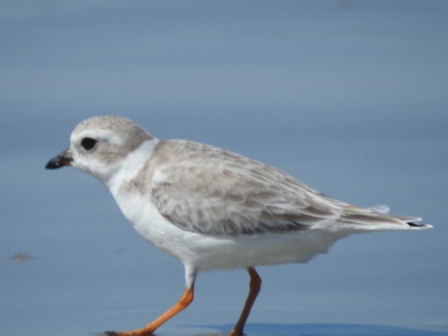Piping Plover - ML609989461