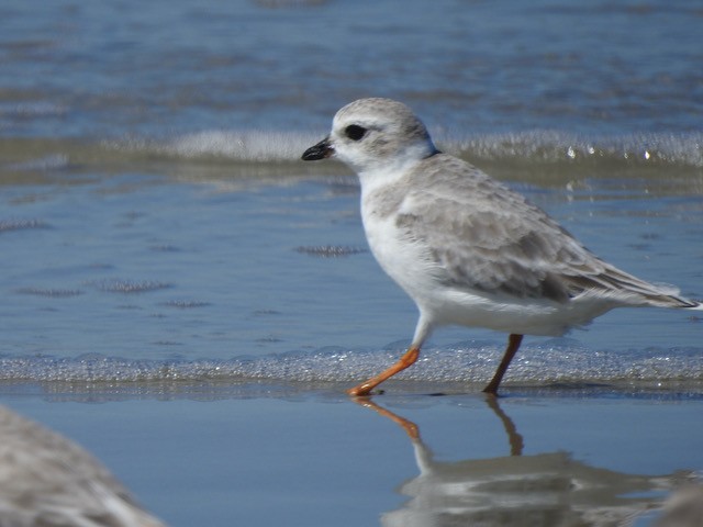 Piping Plover - ML609989462