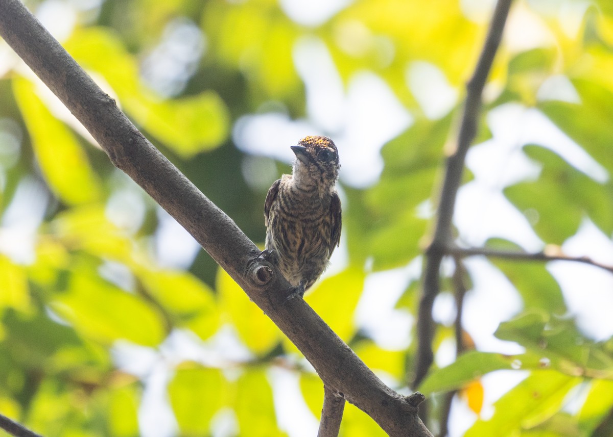 Bar-breasted Piculet - ML609989607